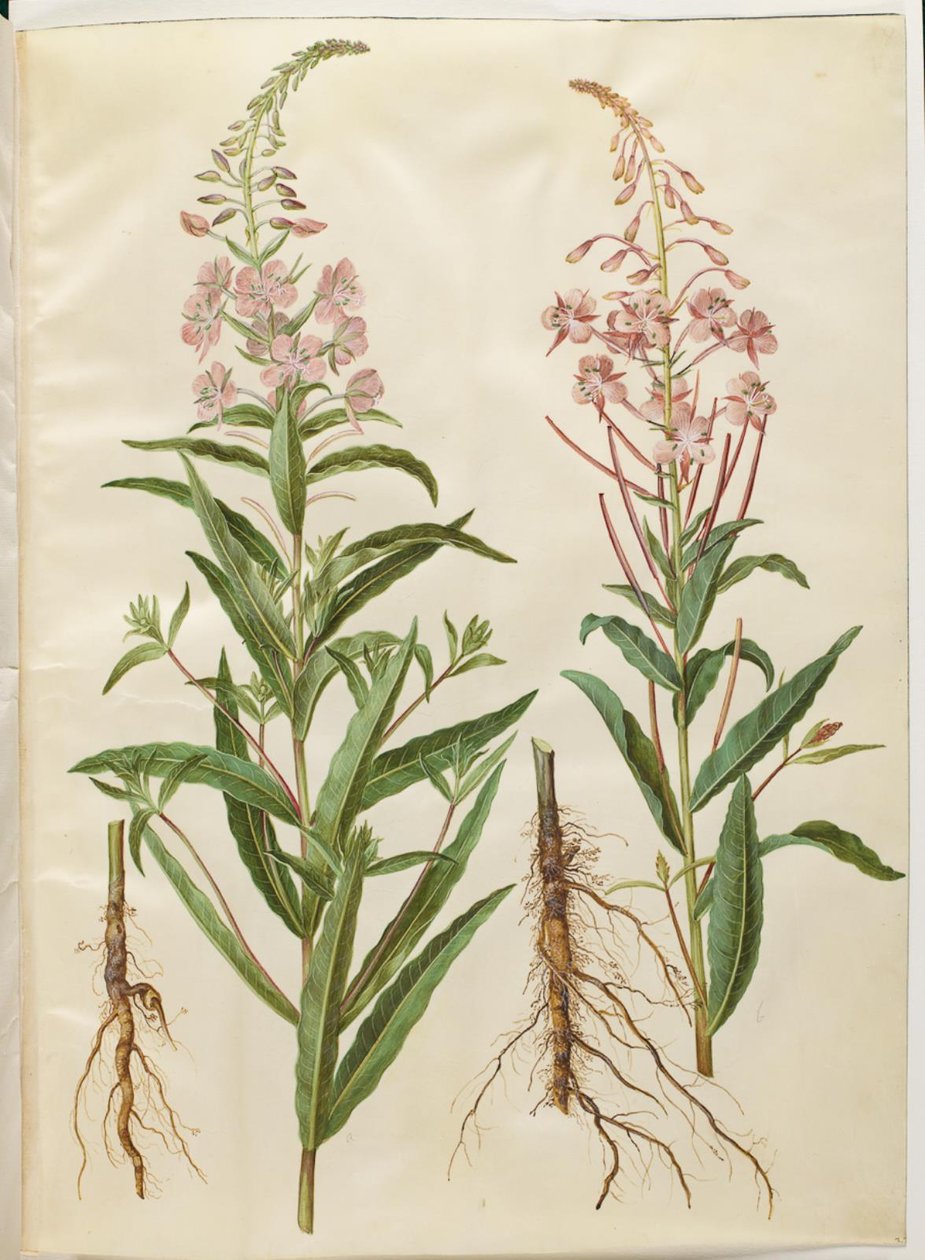 Chamerion angustifolium (smalbladet gederams) af Hans Simon Holtzbecker