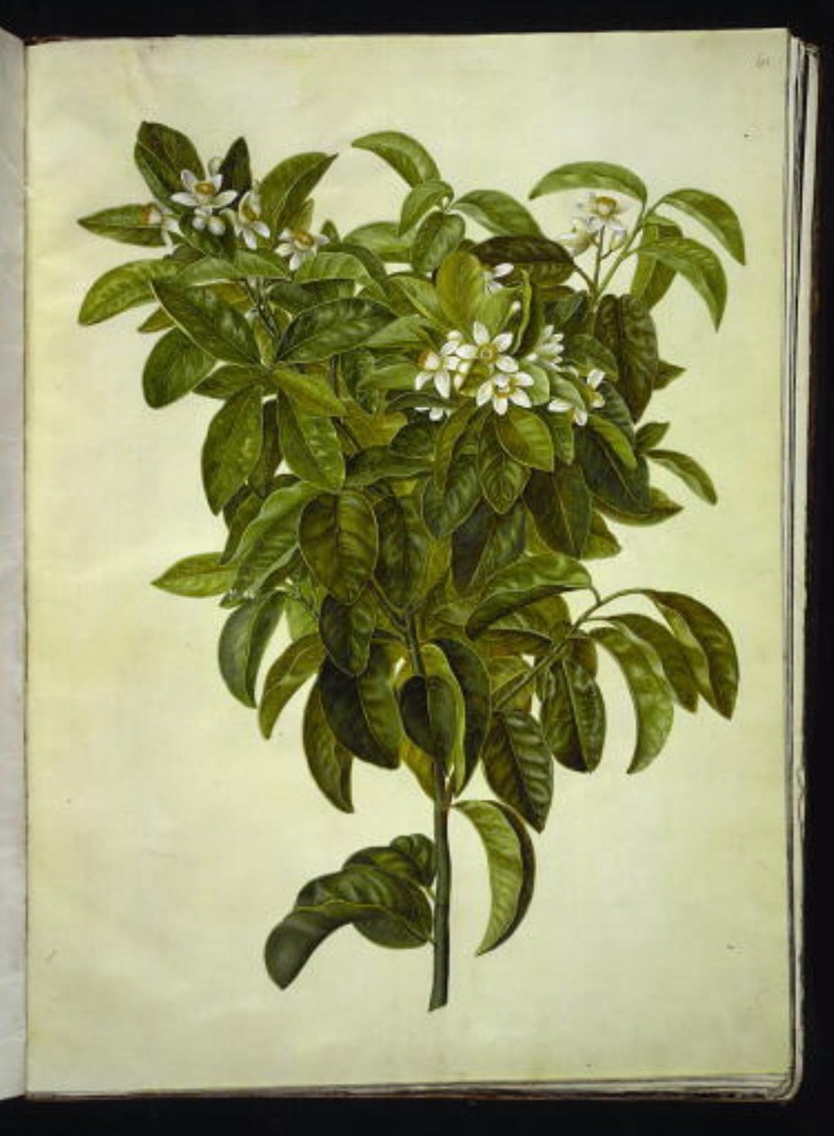 Citrus limon (almindelig citron) af Hans Simon Holtzbecker
