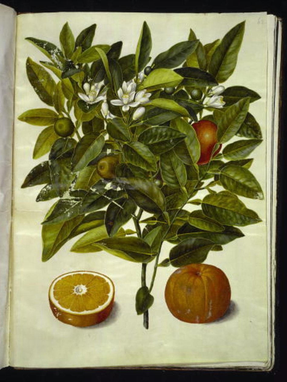 Citrus sinensis (orange) af Hans Simon Holtzbecker