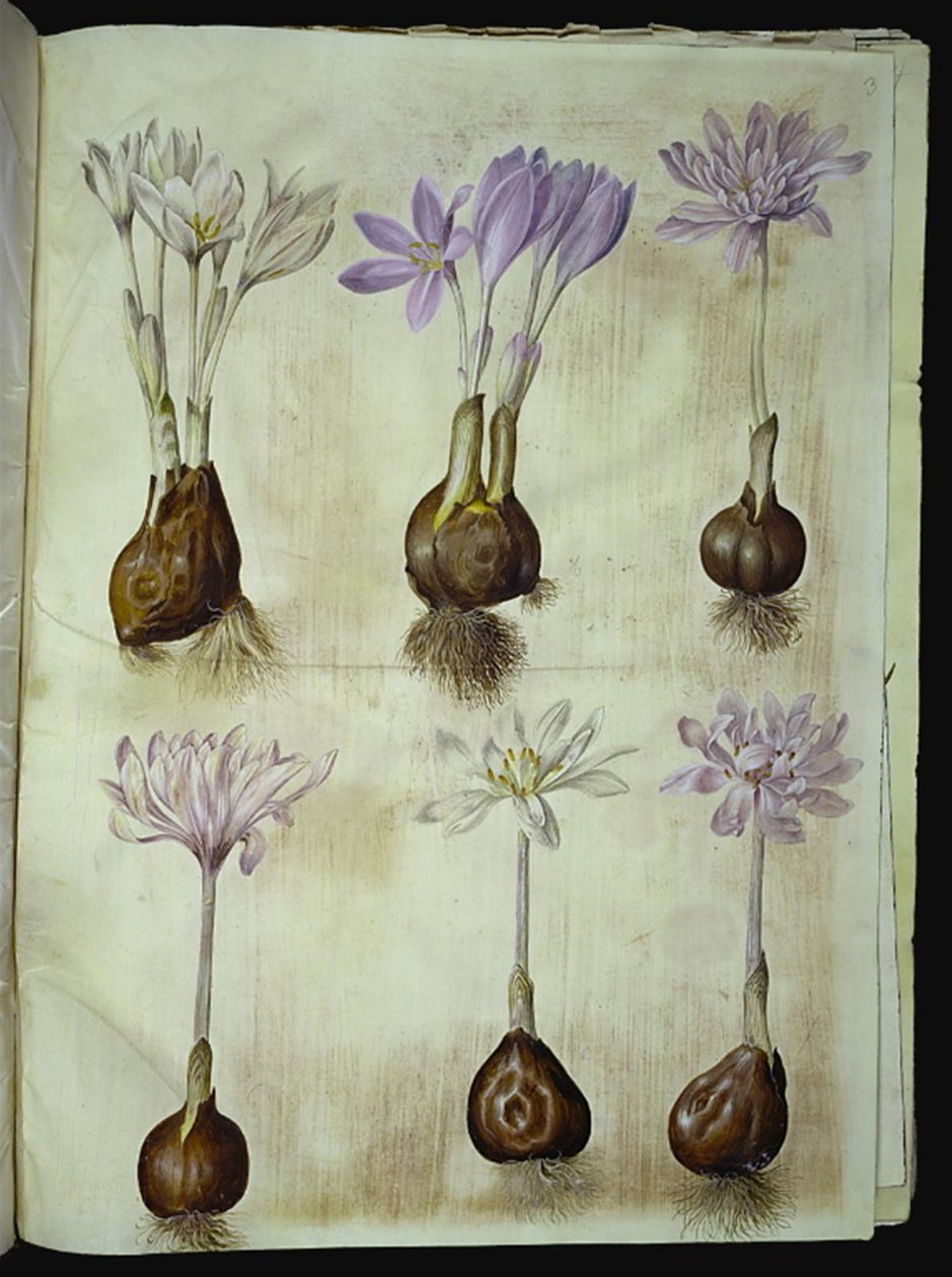 Colchicum autumnale (høst-tidløs) af Hans Simon Holtzbecker