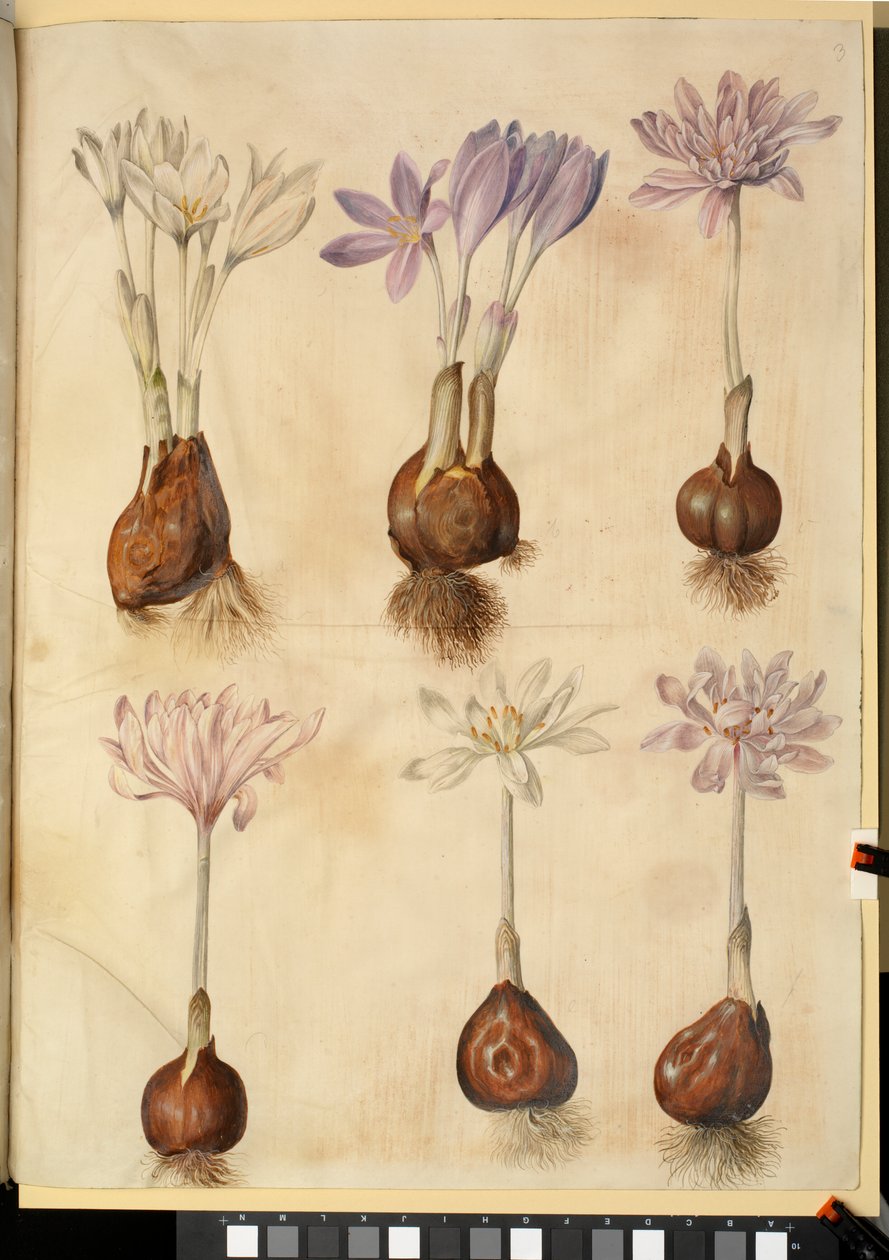 Colchicum autumnale af Hans Simon Holtzbecker