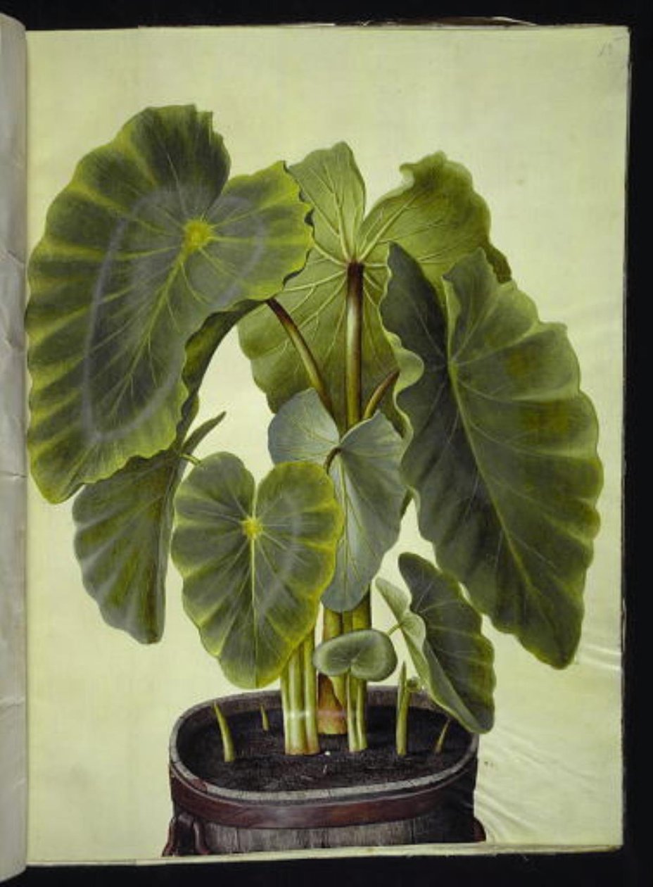 Colocasia esculenta (taro) af Hans Simon Holtzbecker
