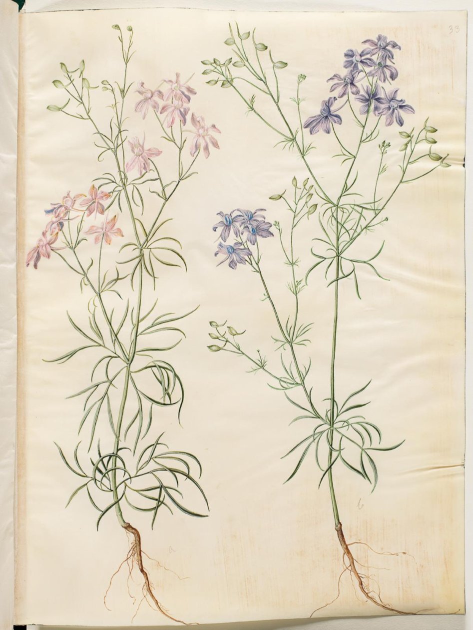 Consolida Regalis (Korn-Riedersfoor) af Hans Simon Holtzbecker