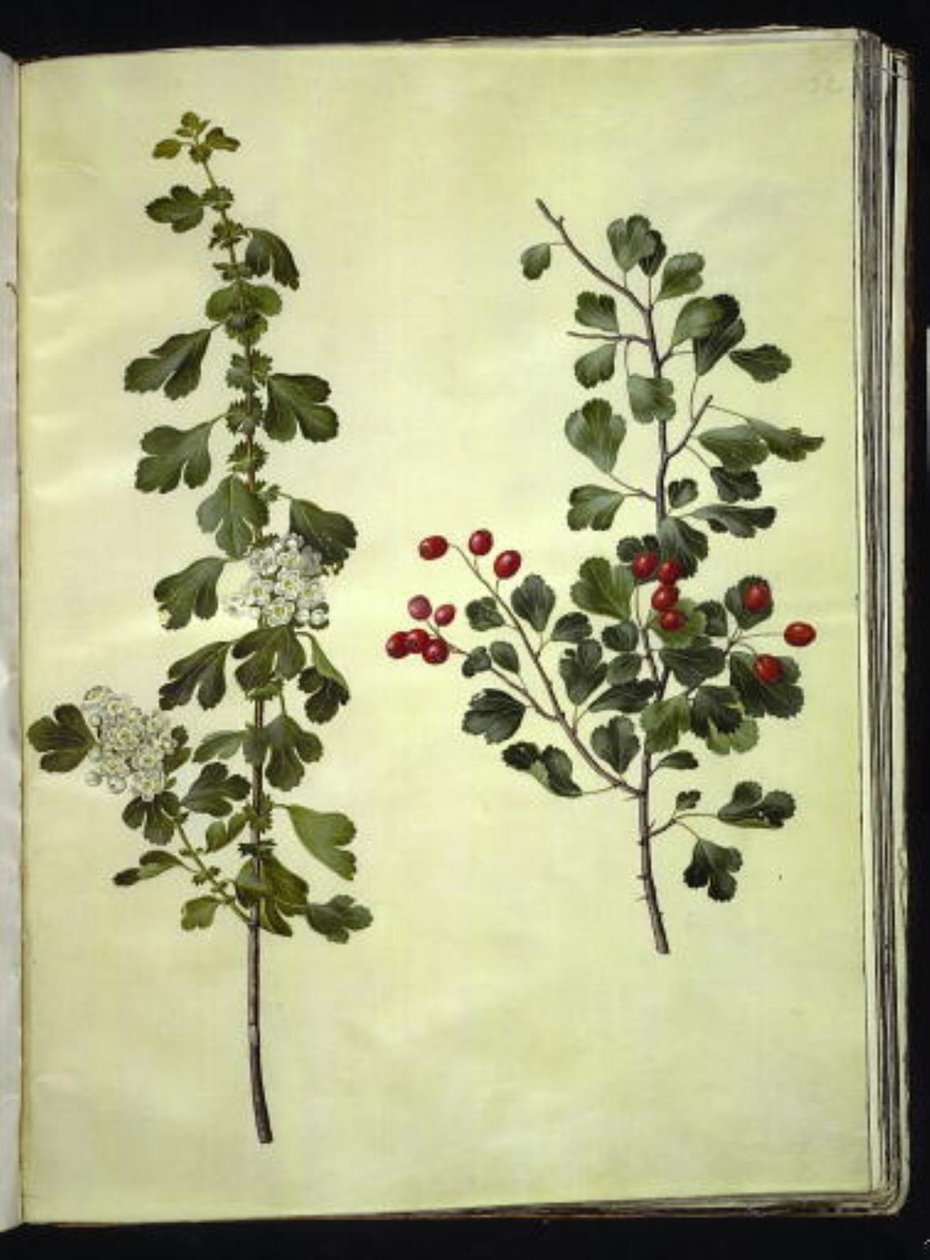 Crataegus laevigata (almindelig hvidtjørn) af Hans Simon Holtzbecker