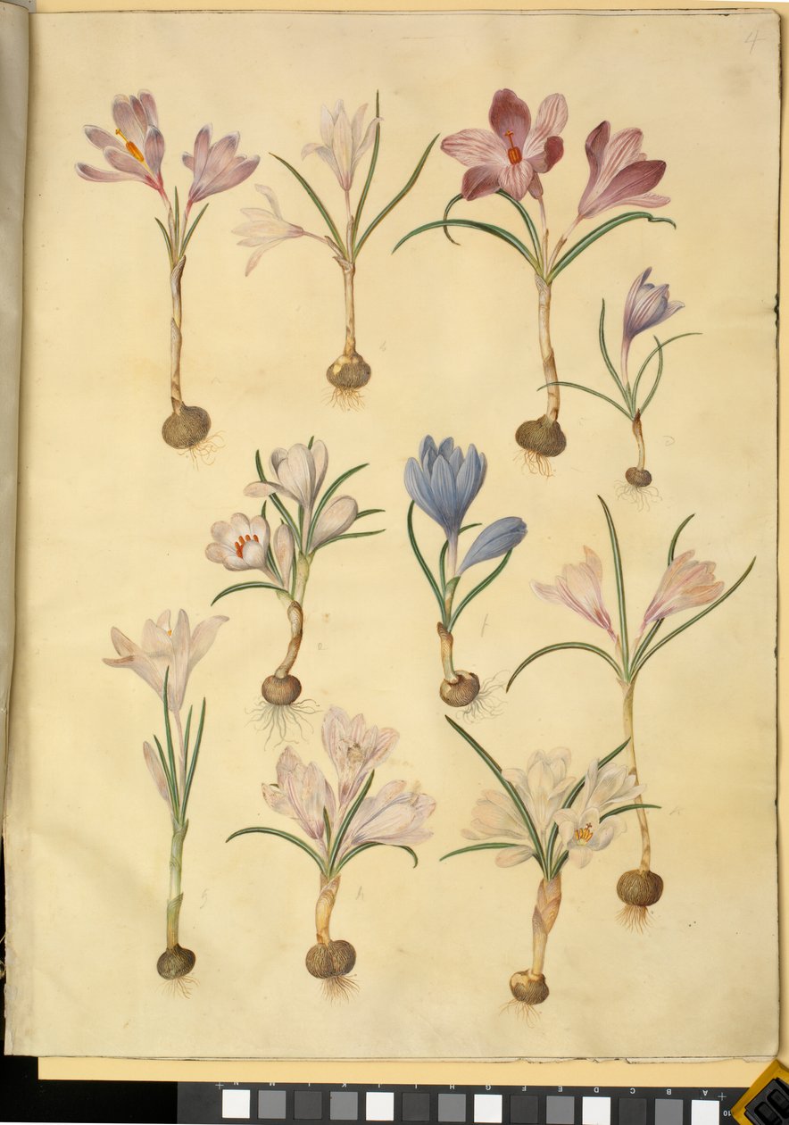 Crocus vernus (vild krokus) af Hans Simon Holtzbecker