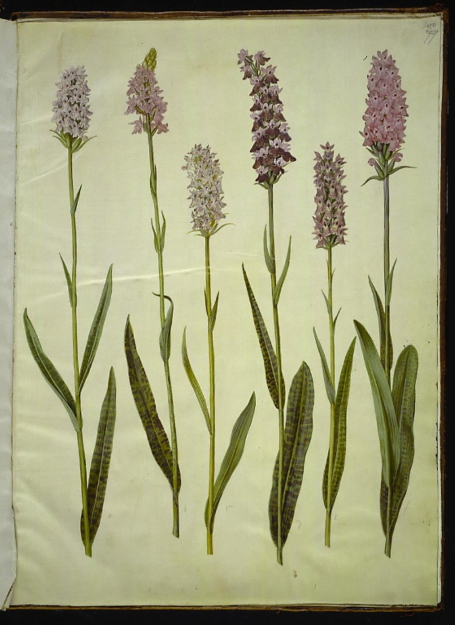Dactylorhiza maculata (plettet gøgeurt) af Hans Simon Holtzbecker
