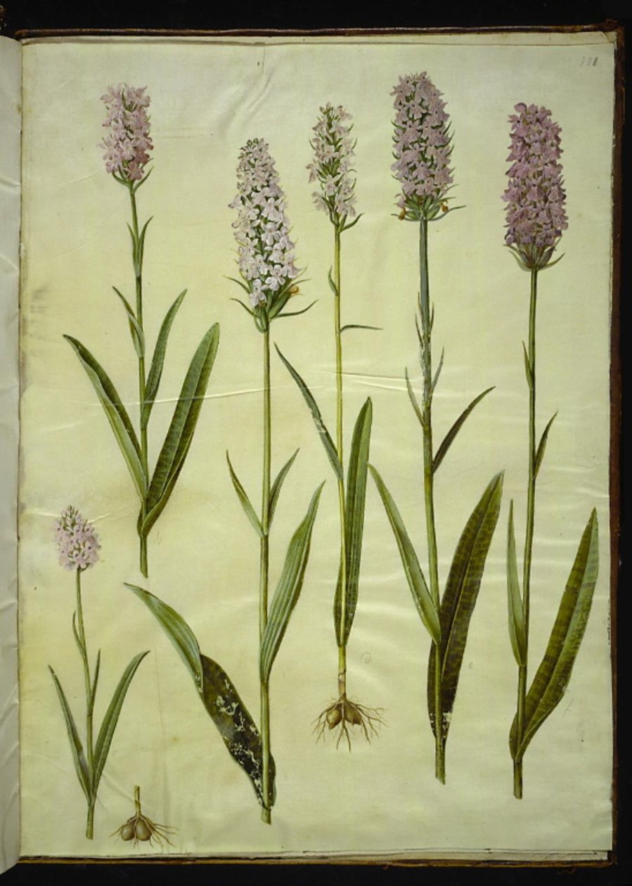 Dactylorhiza maculata (plettet gøgeurt) af Hans Simon Holtzbecker