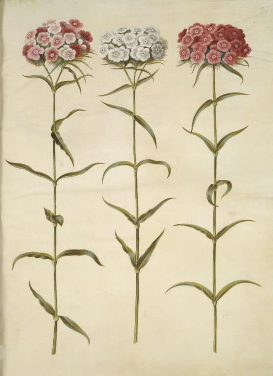 Dianthus barbatus (studenter-nellike) af Hans Simon Holtzbecker
