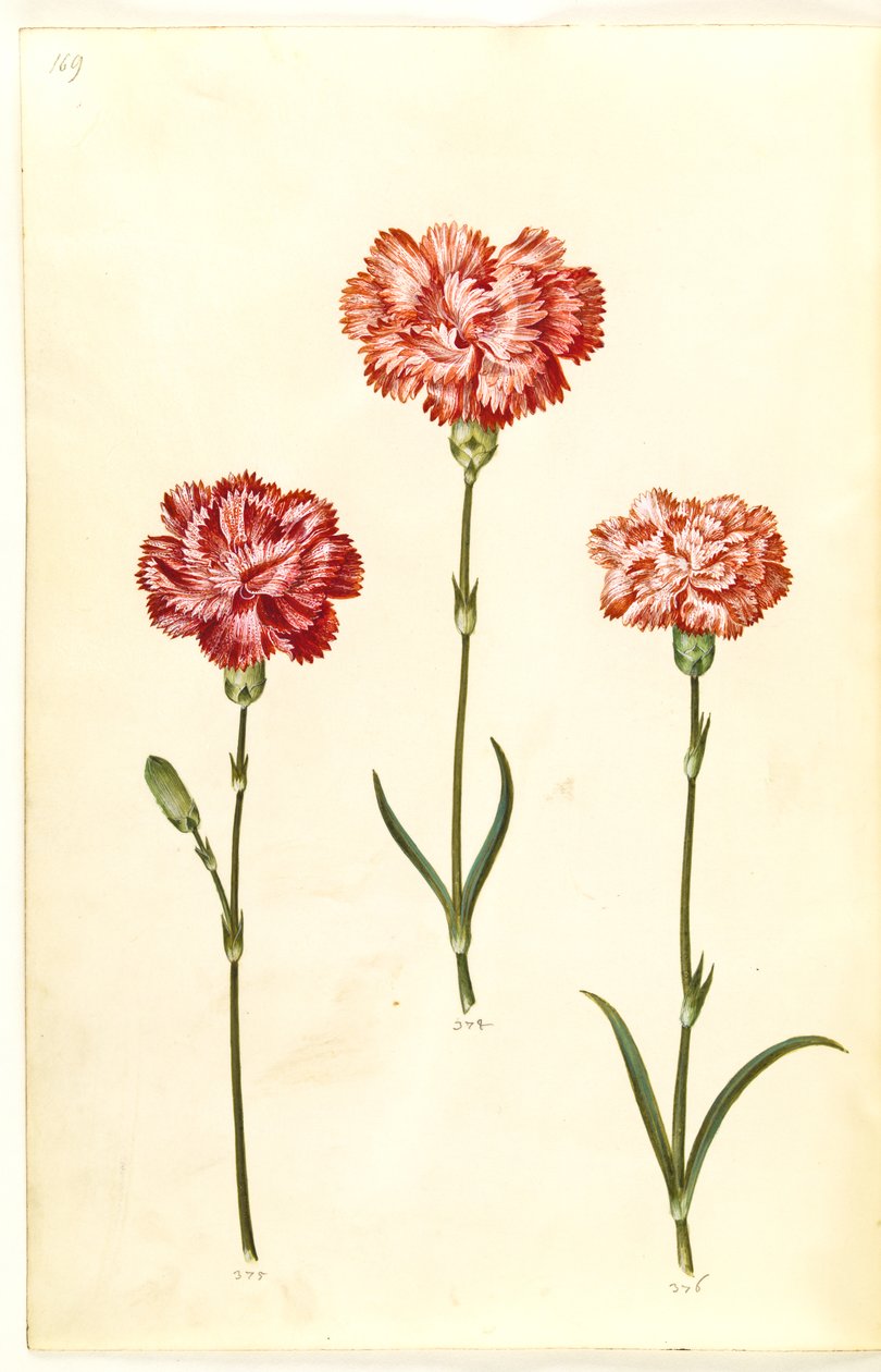 Dianthus caryophyllus (have-nellike) af Hans Simon Holtzbecker