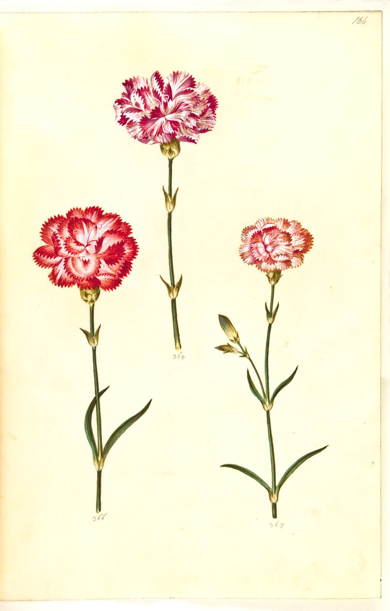Dianthus caryophyllus (have-nellike) af Hans Simon Holtzbecker