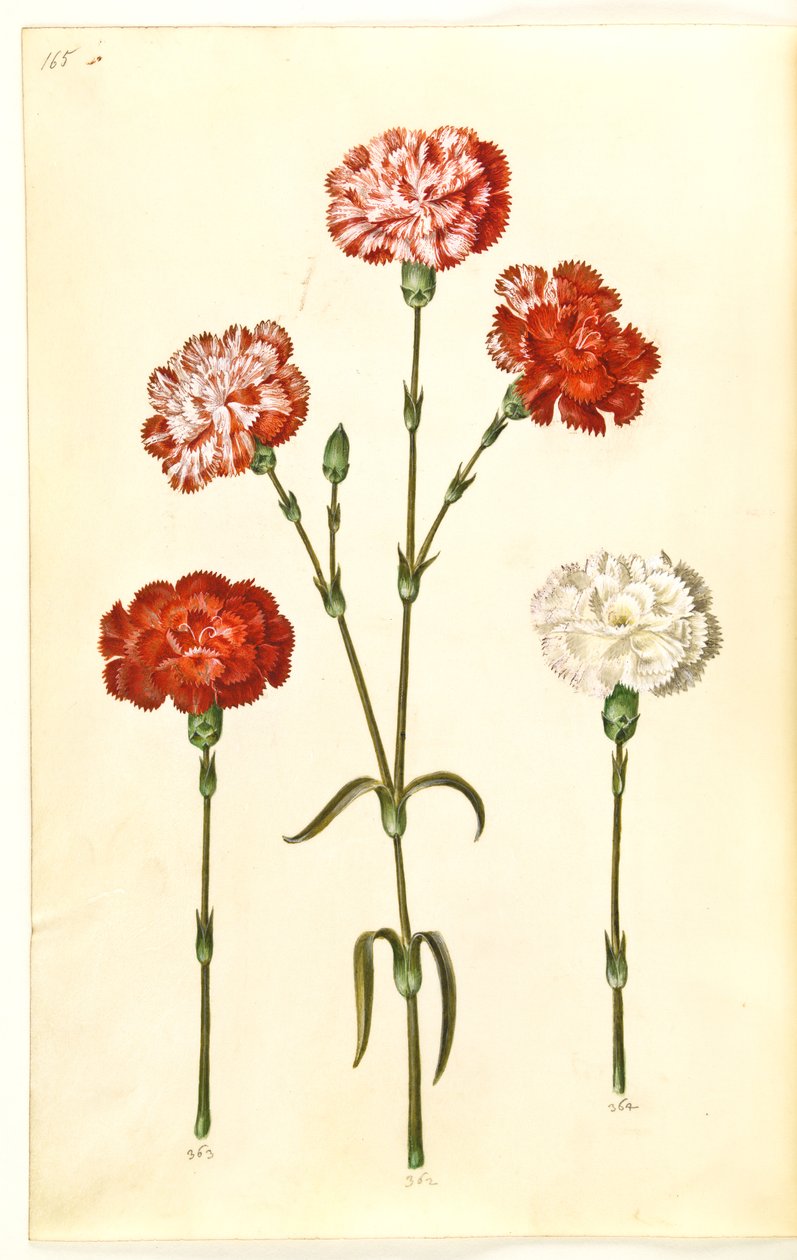 Dianthus caryophyllus (have-nellike) af Hans Simon Holtzbecker