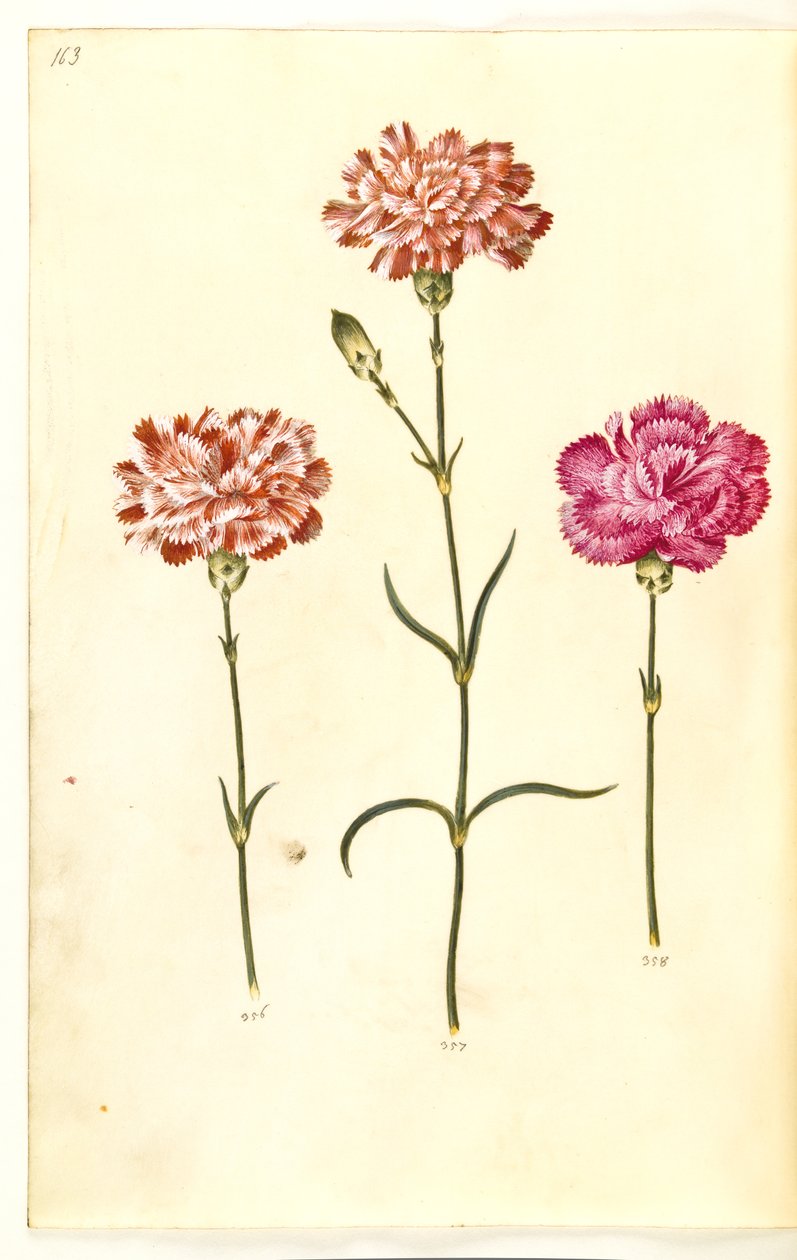 Dianthus caryophyllus (have-nellike) af Hans Simon Holtzbecker