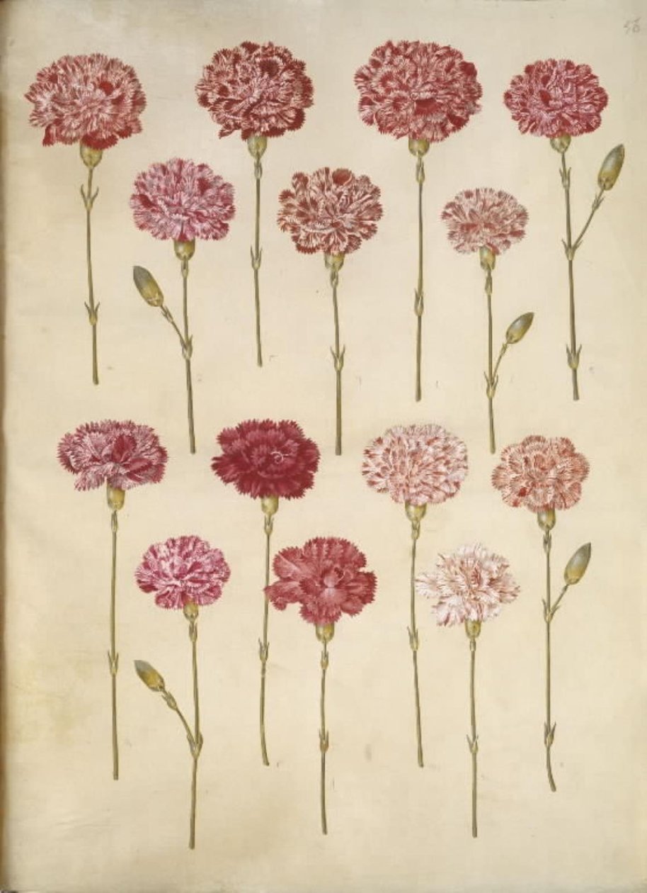 Dianthus caryophyllus (have-nellike) af Hans Simon Holtzbecker
