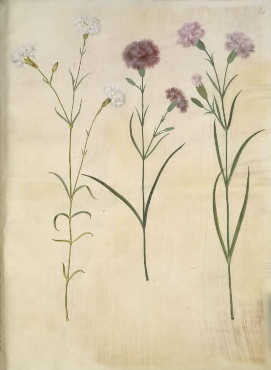 Dianthus plumarius (fjer-nellike) af Hans Simon Holtzbecker