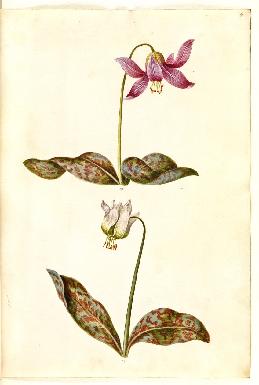 Erythronium dens-canis (ægte hundetand) af Hans Simon Holtzbecker