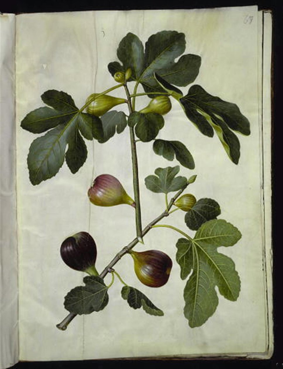 Ficus carica (almindelig figen) af Hans Simon Holtzbecker