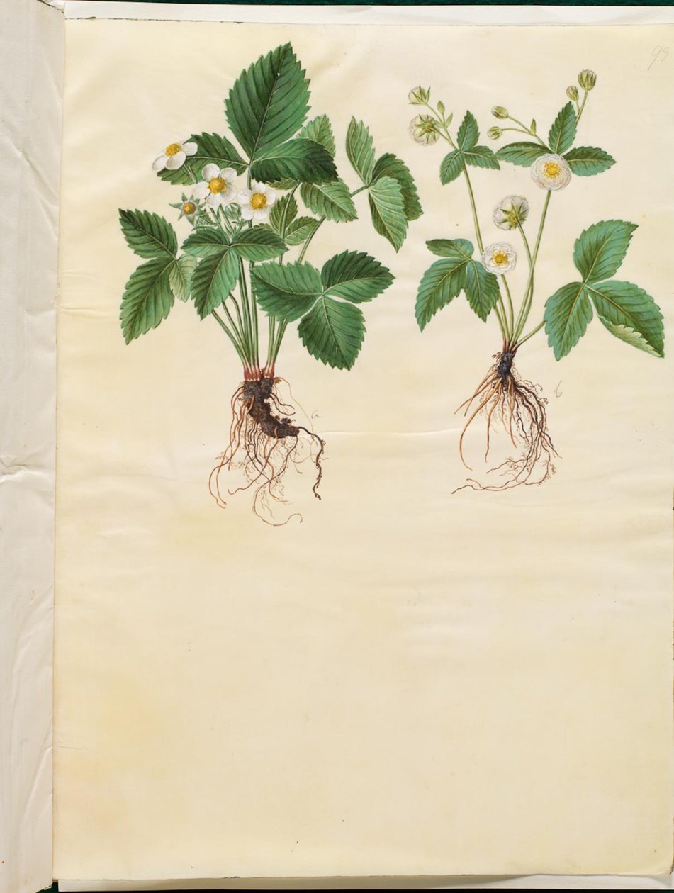 Fragaria vesca (skov-jordbær) af Hans Simon Holtzbecker