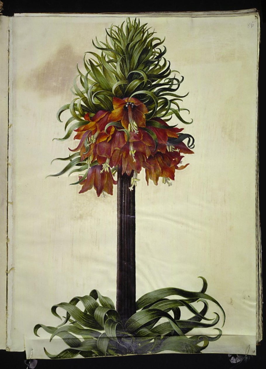 Fritillaria imperialis (kejserkrone) af Hans Simon Holtzbecker