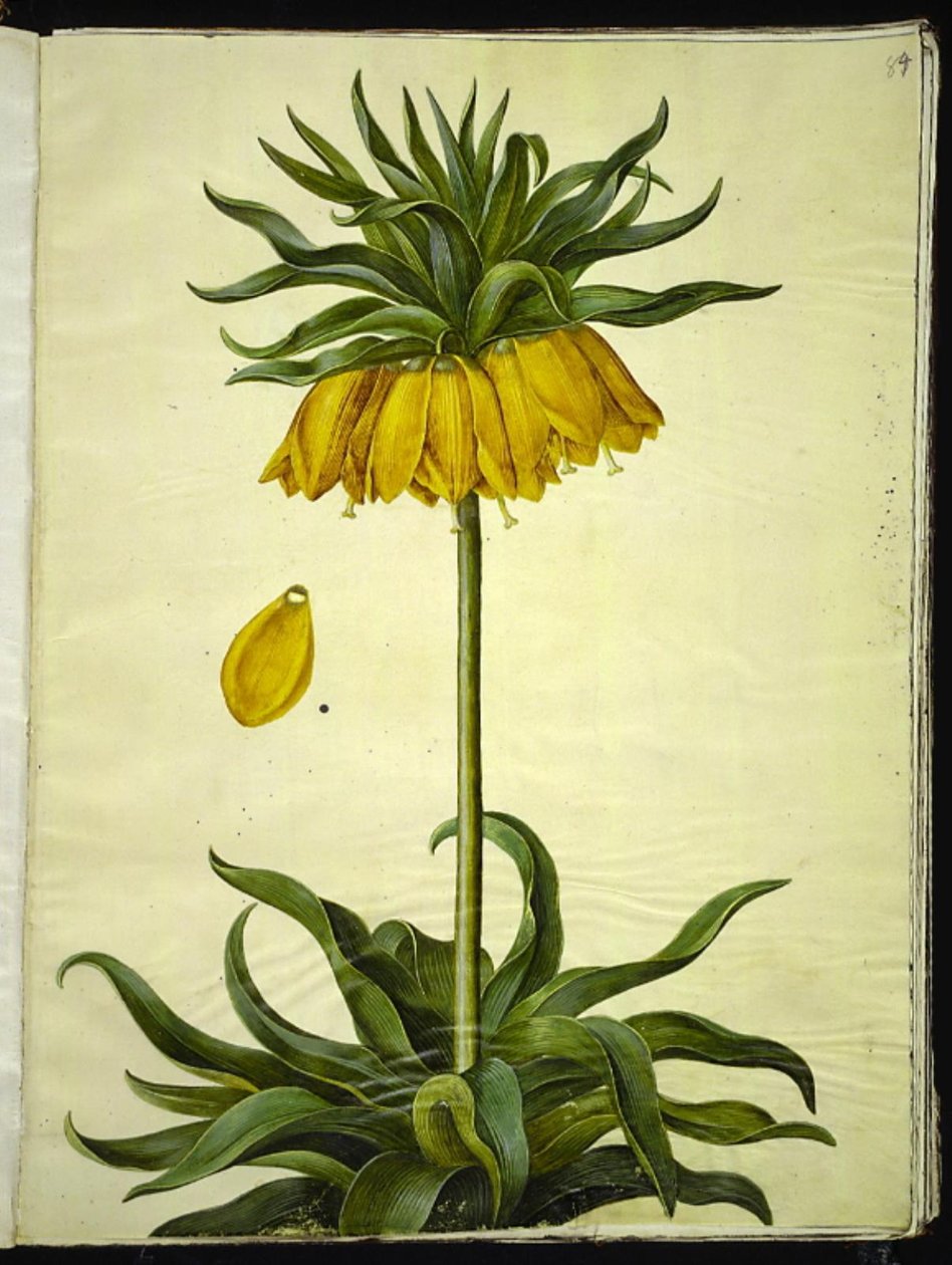 Fritillaria imperialis (kejserkrone) af Hans Simon Holtzbecker