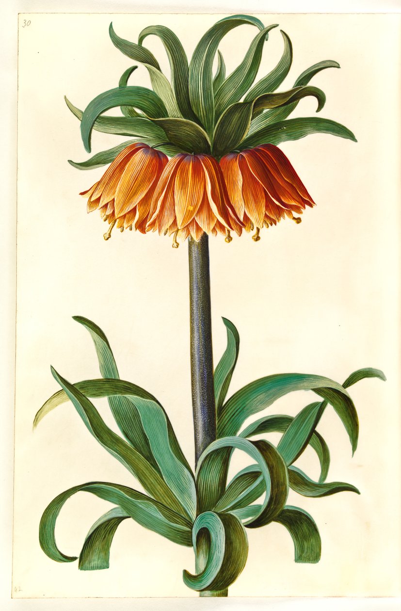 Fritillaria imperialis (kejserkrone) af Hans Simon Holtzbecker