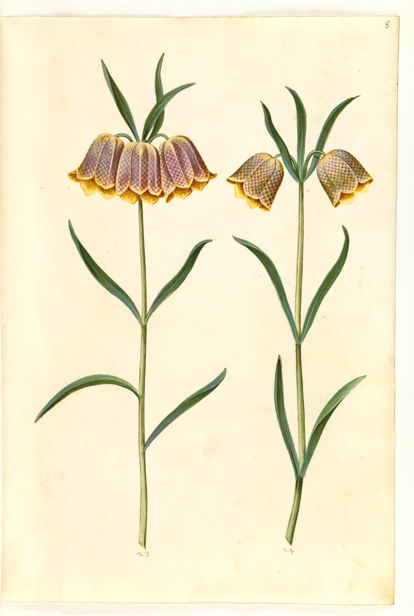 Fritillaria meleagris (almindelig vibeæg) af Hans Simon Holtzbecker
