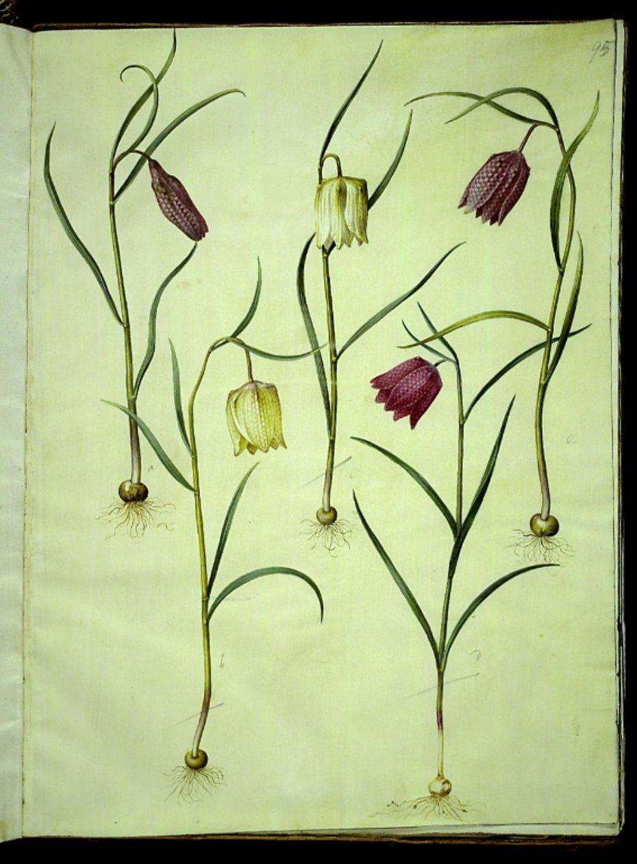 Fritillaria meleagris (almindelig vibeæg) af Hans Simon Holtzbecker