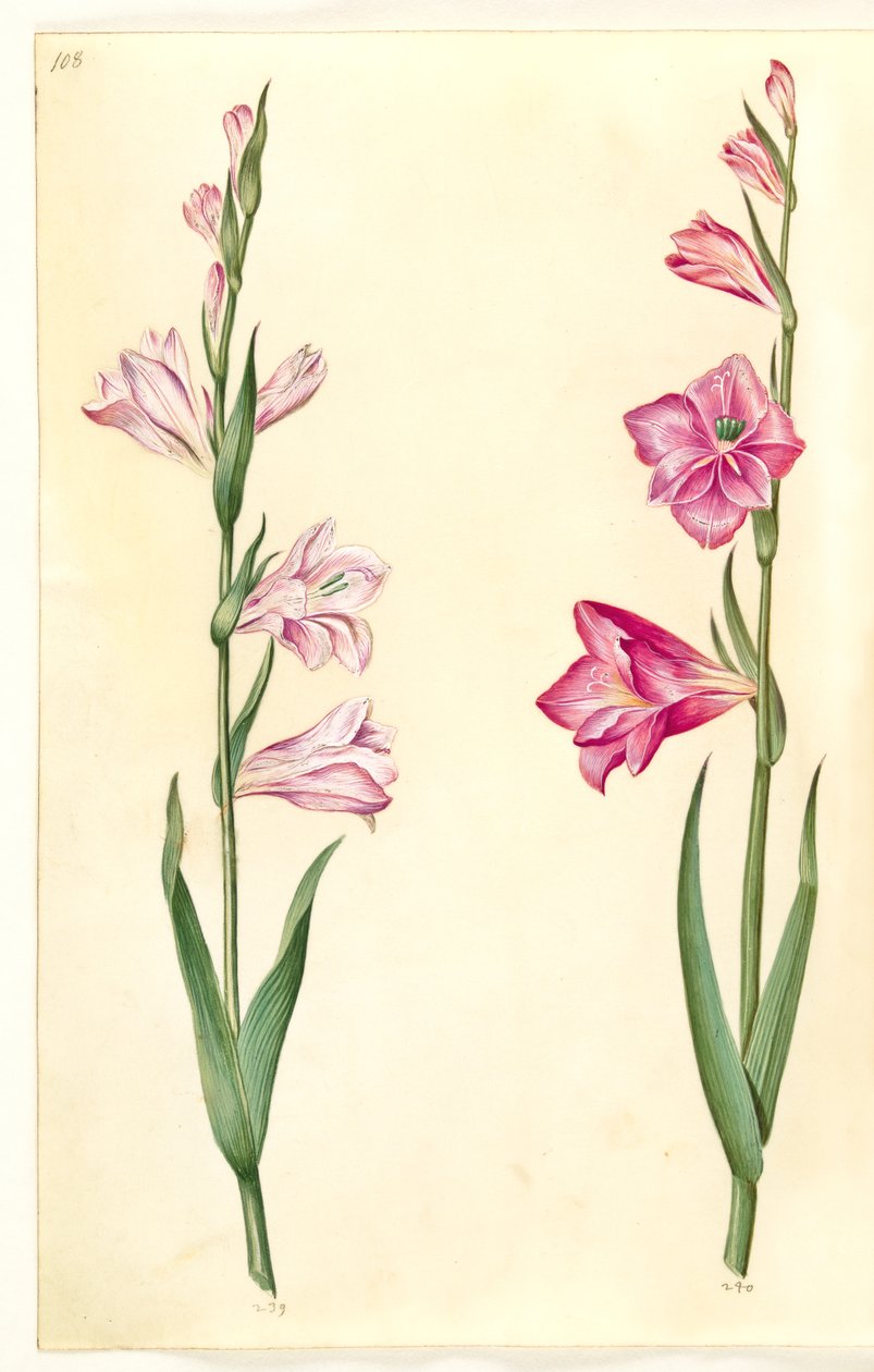 Gladiolus communis (almindelig gladiolus) af Hans Simon Holtzbecker