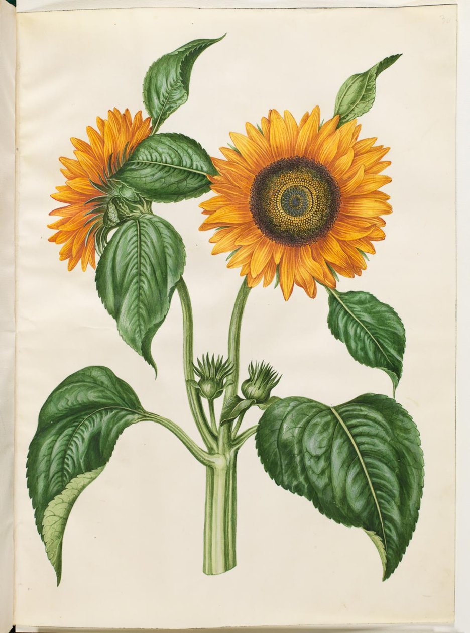 Helianthus annuus (almindelig solsikke) af Hans Simon Holtzbecker