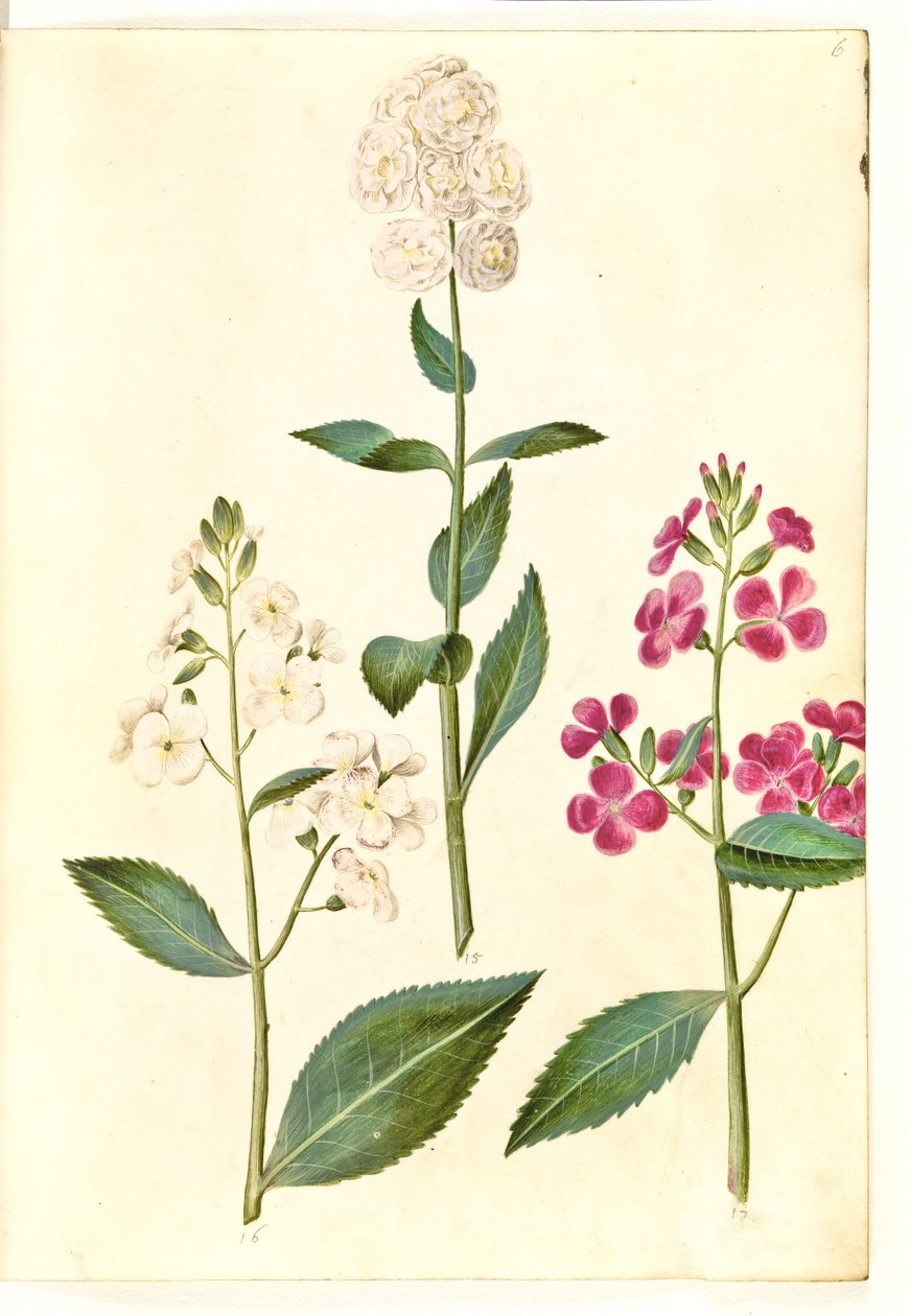 Hesperis matronalis (almindelig aftenstjerne) af Hans Simon Holtzbecker