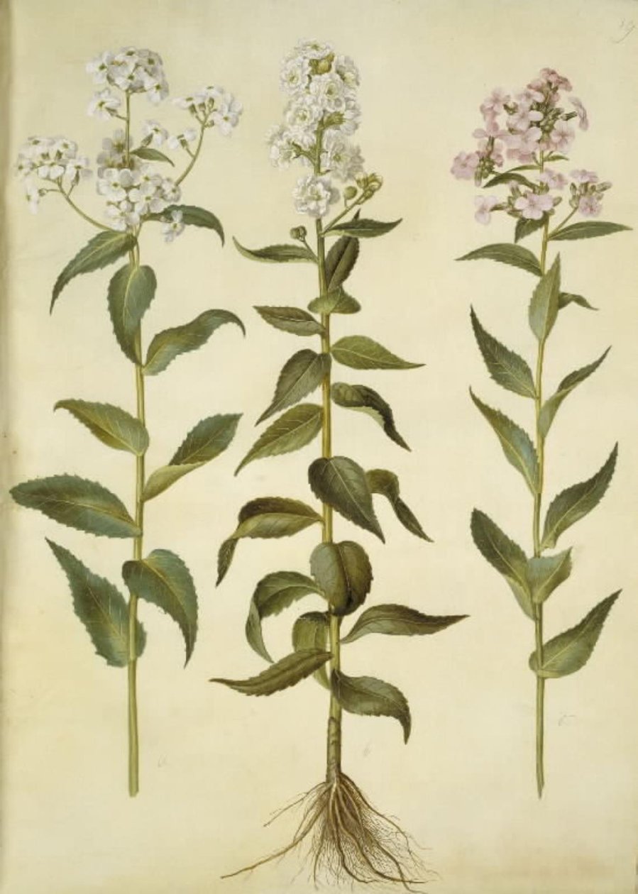 Hesperis matronalis (almindelig aftenstjerne) af Hans Simon Holtzbecker