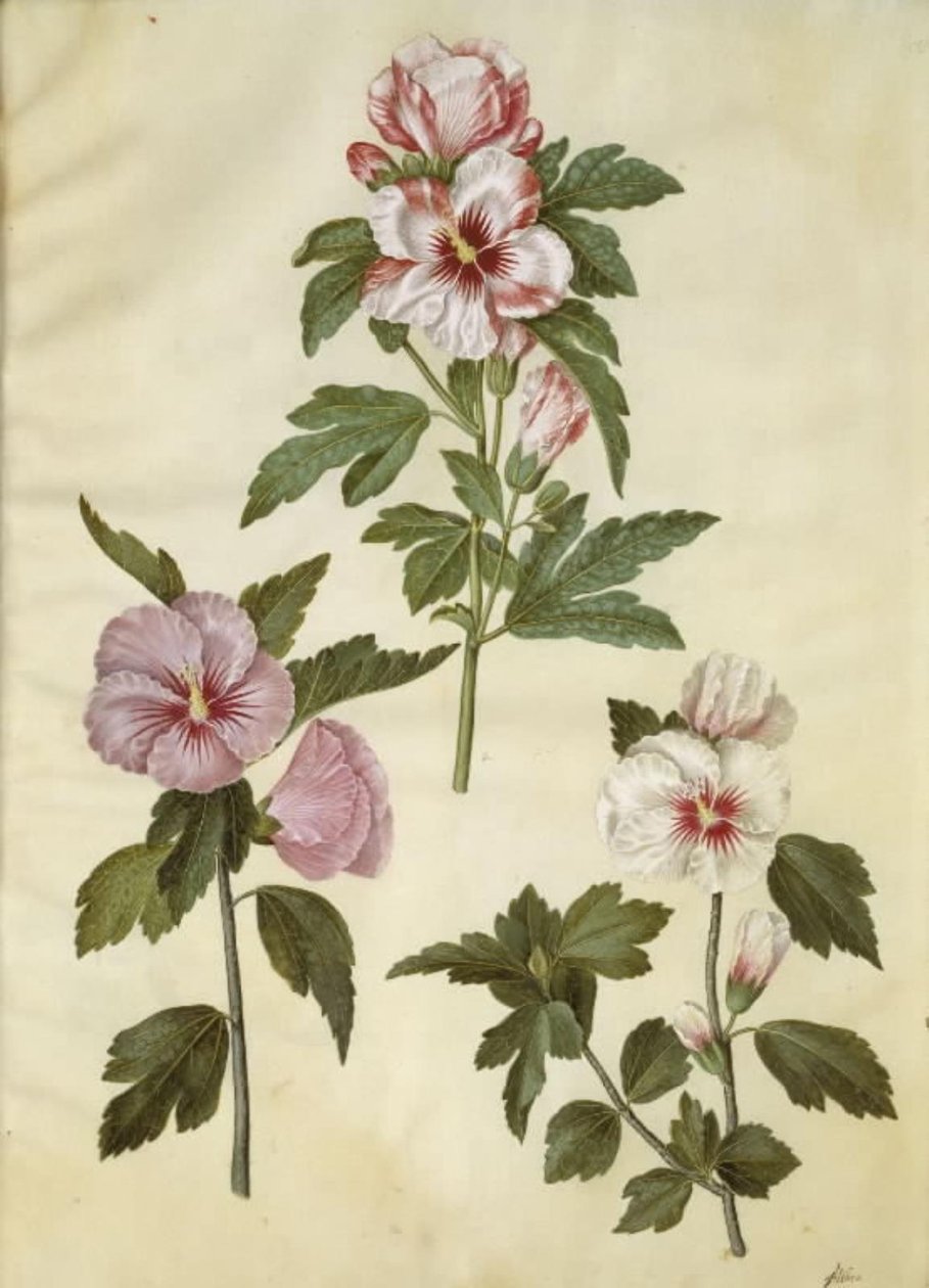 Hibiscus syriacus (syrisk rose) af Hans Simon Holtzbecker
