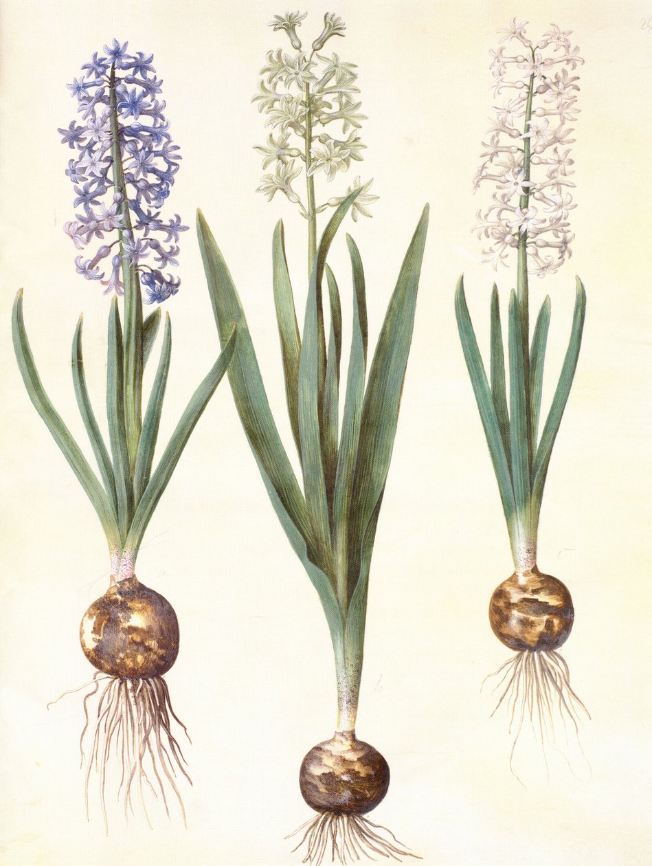 Hyacinthoides orientalis simp et pl af Hans Simon Holtzbecker