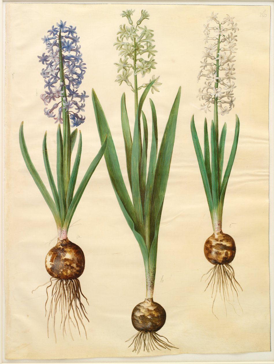 Hyacinthoides orientalis simp et pl af Hans Simon Holtzbecker