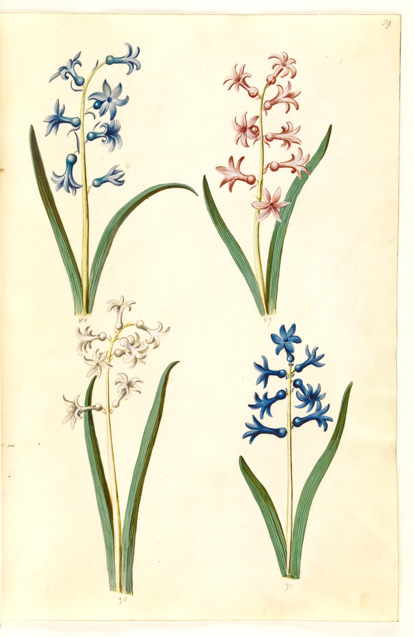 Orientalsk hyacint (Almindelig hyacint) af Hans Simon Holtzbecker
