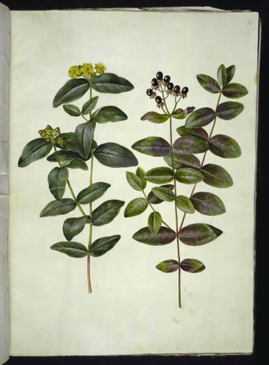 Hypericum androsaemum (bær-perikon) af Hans Simon Holtzbecker