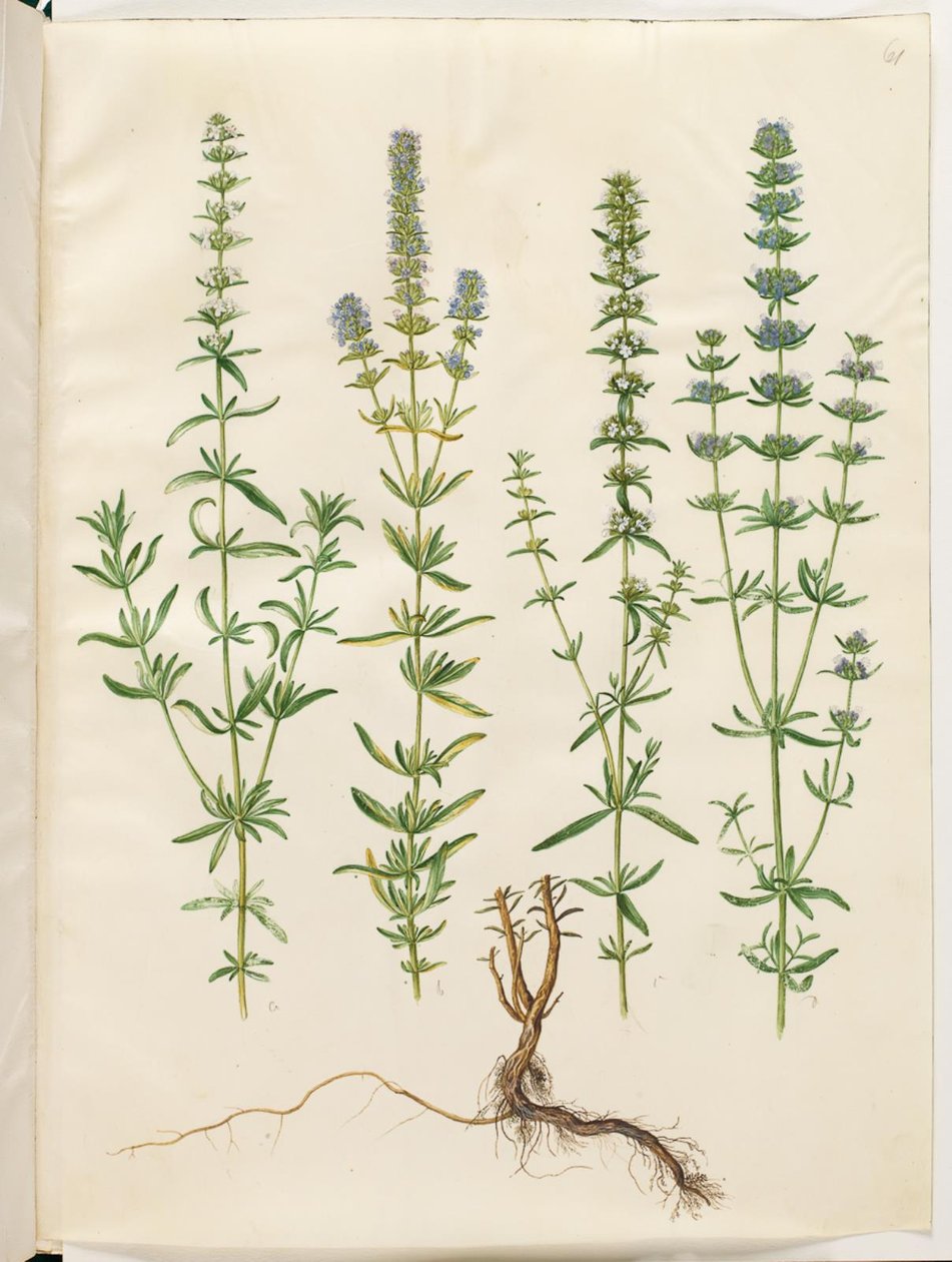 Hyssopus officinalis (ægte isop) af Hans Simon Holtzbecker