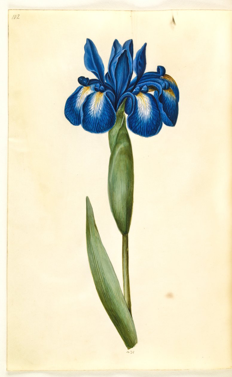 Iris latifolia (engelsk iris) af Hans Simon Holtzbecker