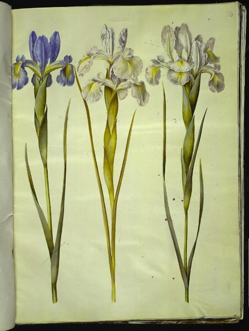 Iris latifolia (engelsk iris) af Hans Simon Holtzbecker