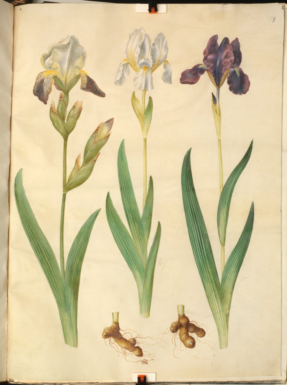 Iris × squalens (iris-hybrid); Iris (iris) af Hans Simon Holtzbecker