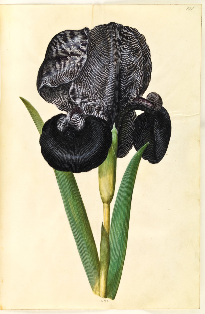 Iris susiana (sørge-iris) af Hans Simon Holtzbecker