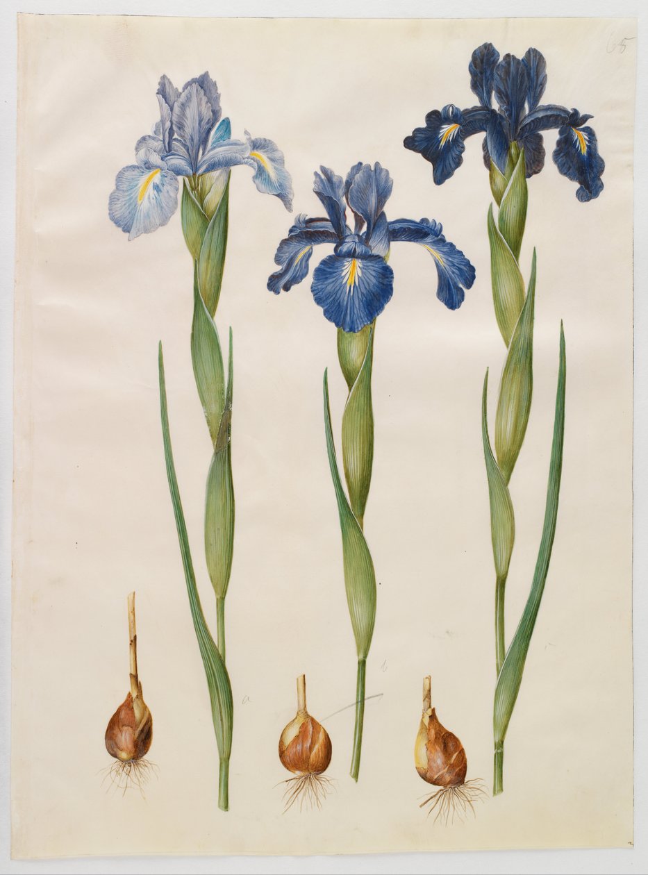 Iris xiphioides af Hans Simon Holtzbecker