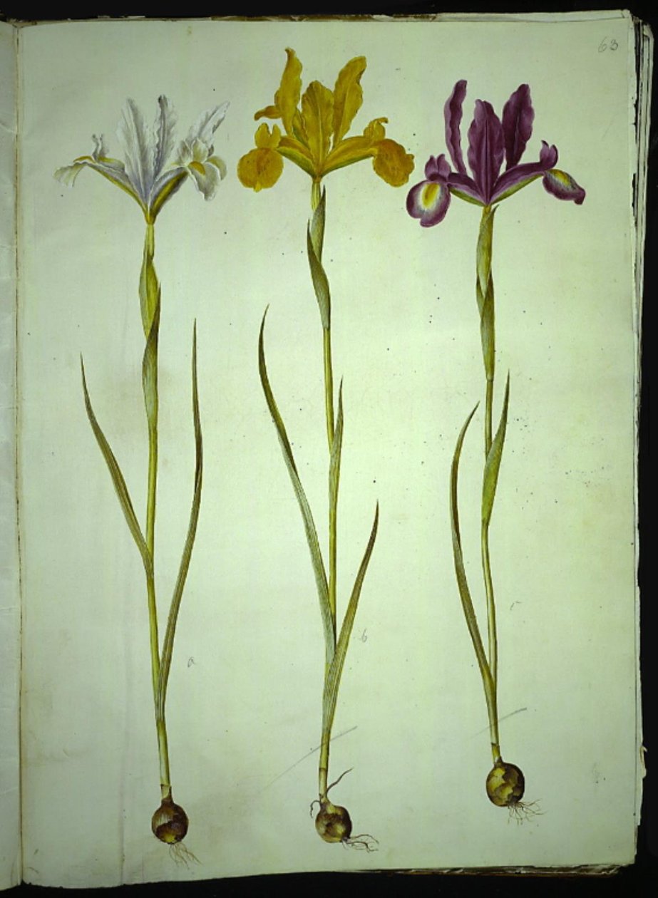 Iris xiphium (spansk iris) af Hans Simon Holtzbecker