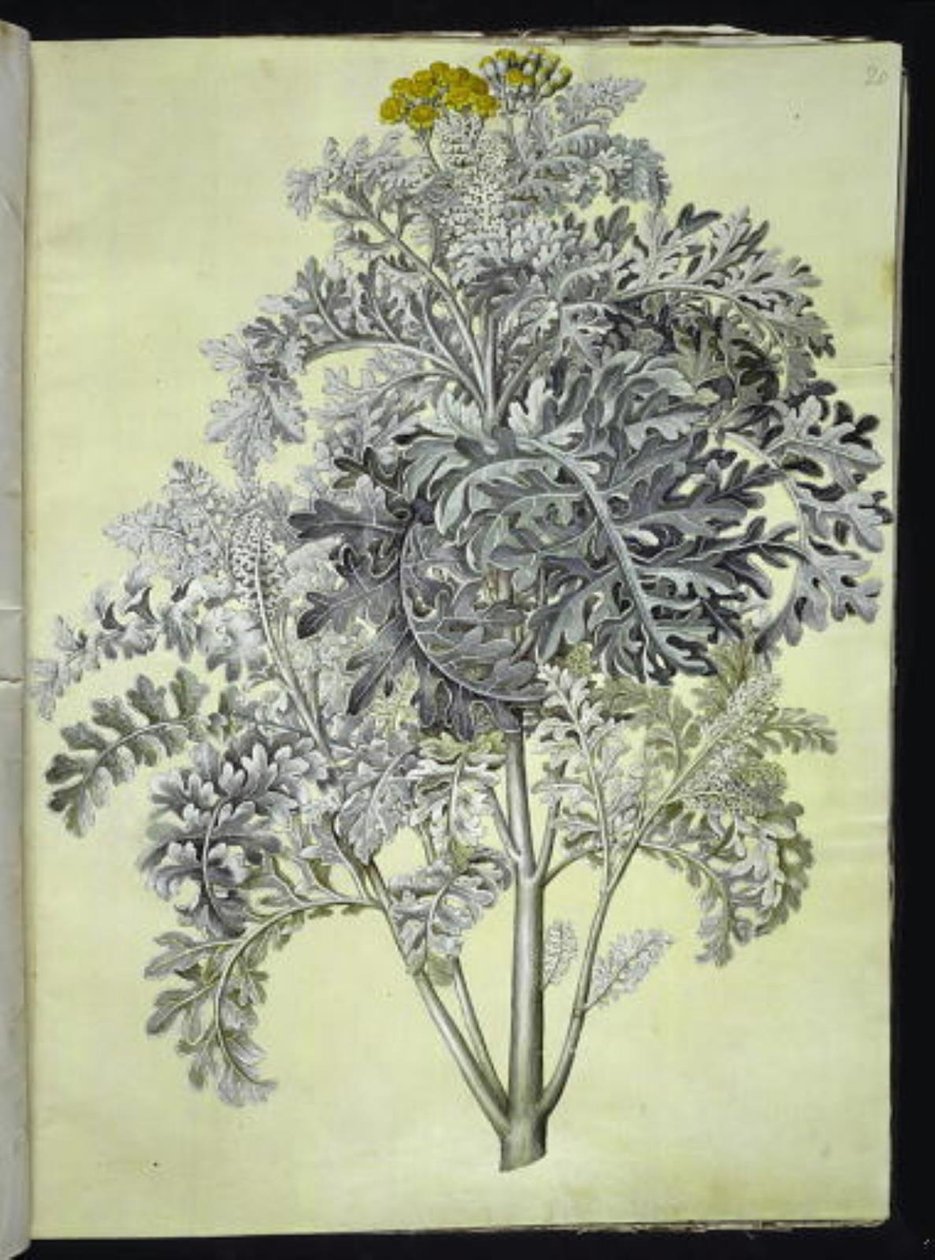 Jacobaea maritima (gråblad) af Hans Simon Holtzbecker