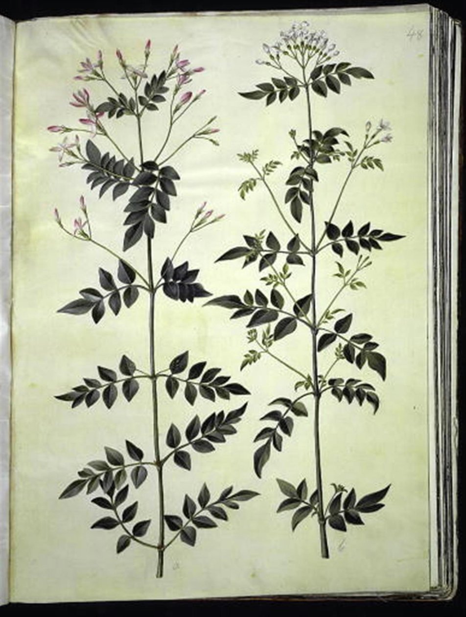 Jasminum officinale (læge-jasmin) af Hans Simon Holtzbecker
