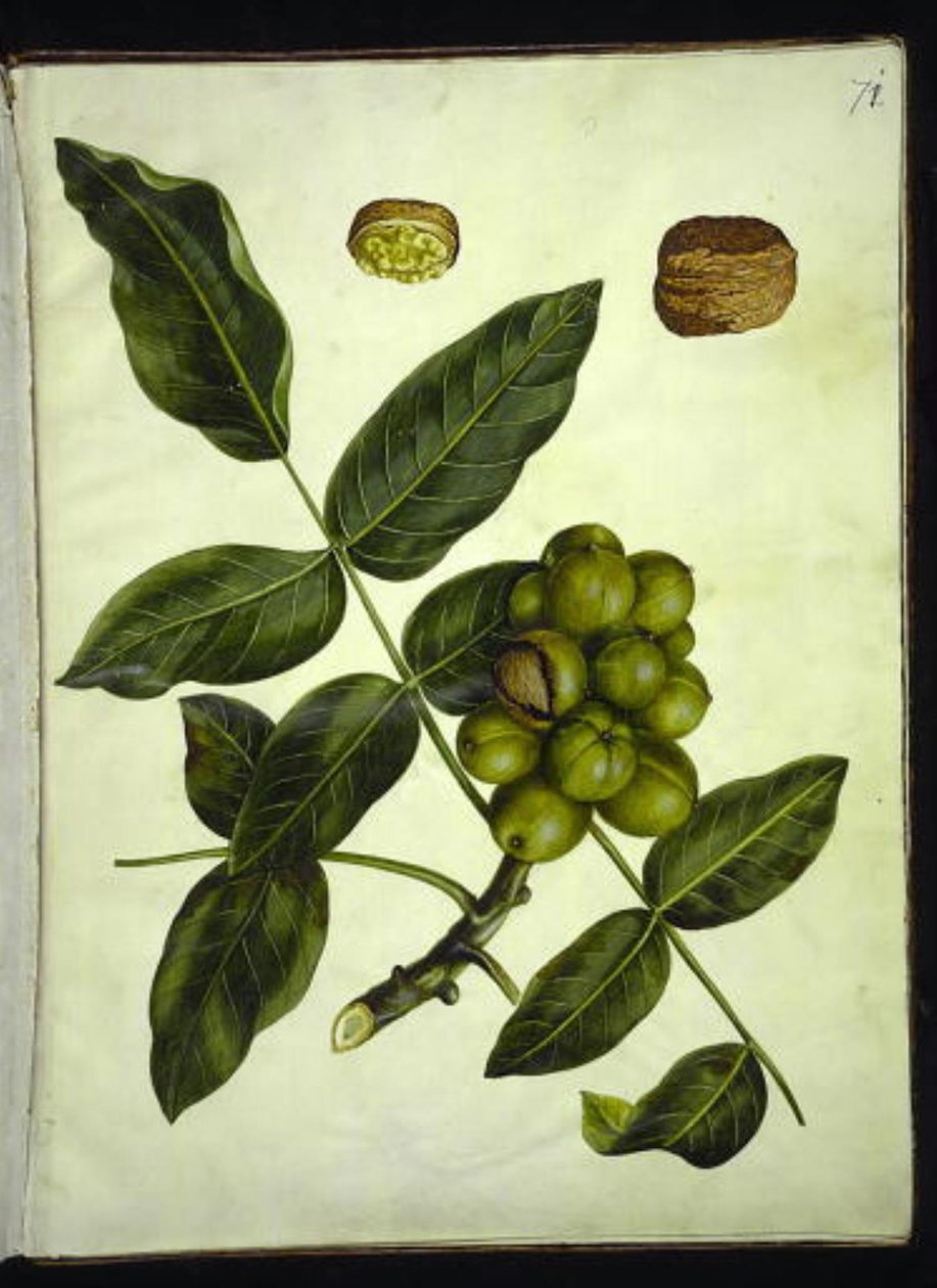 Juglans regia (almindelig valnød) af Hans Simon Holtzbecker