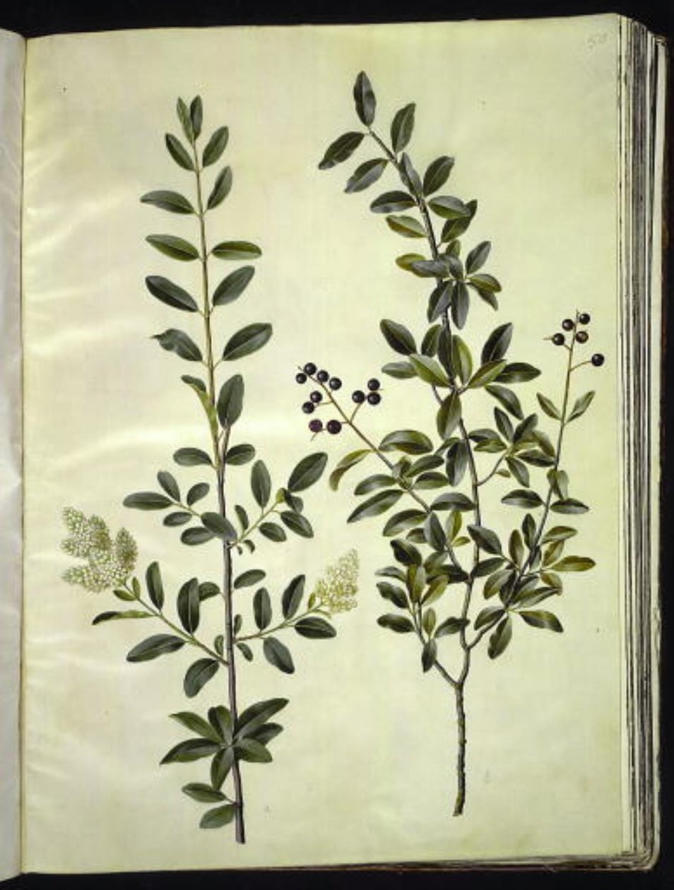 Ligustrum vulgare (almindelig liguster) af Hans Simon Holtzbecker