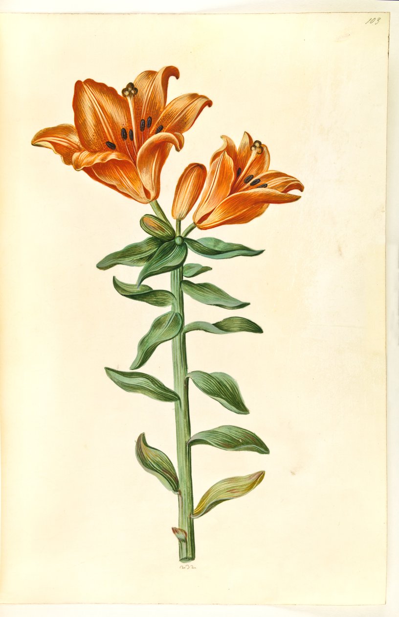 Lilium bulbiferum (brand-lilje) af Hans Simon Holtzbecker