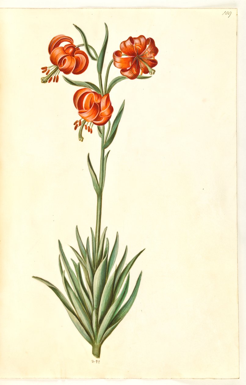 Pompon lilje (pompon-lilje) af Hans Simon Holtzbecker