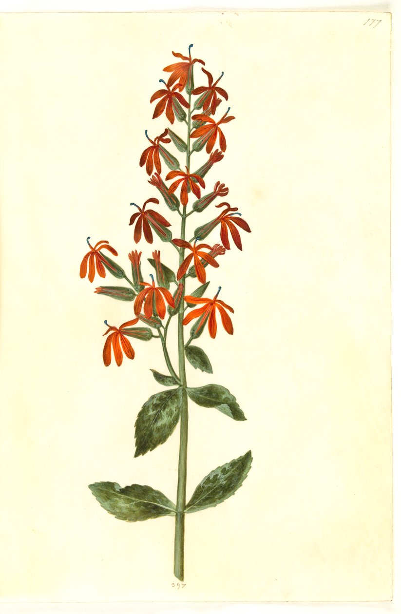 Lobelia cardinalis (cardinal lobelie) af Hans Simon Holtzbecker