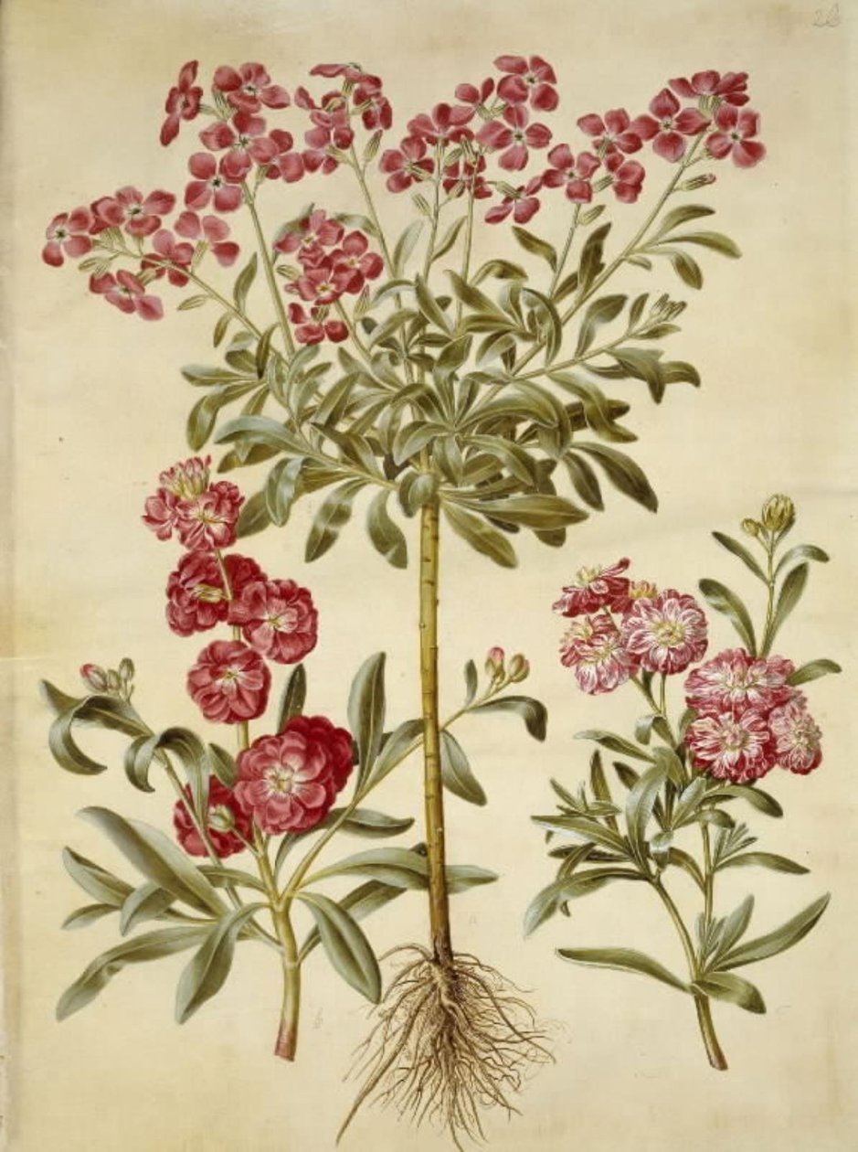 Matthiola Incana (vinter-levkøj) af Hans Simon Holtzbecker